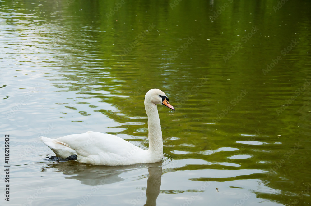 A Beautiful Swan