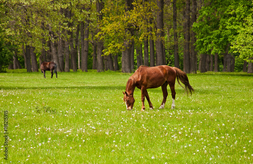 A chestnut horse eating the grass