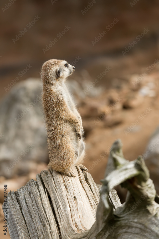 Fototapeta premium meerkat or suricate