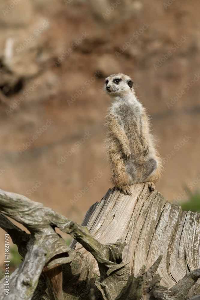 Fototapeta premium meerkat or suricate