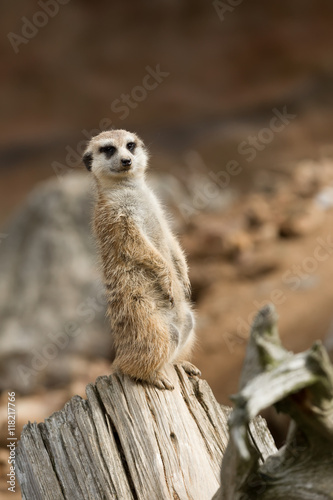 meerkat or suricate © ArtushFoto