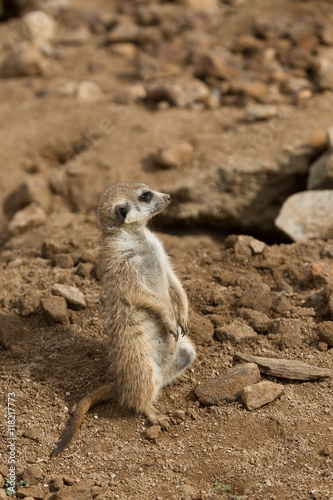 meerkat or suricate © ArtushFoto