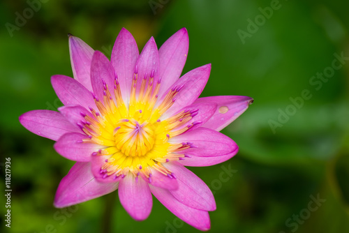 Pink lotus flower  Water lily