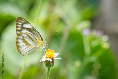 Butterfly on a flower © songdech17