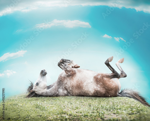 Fototapeta Naklejka Na Ścianę i Meble -  Horse lying on his back , feet up and resting on a hill of green grass on a background of blue sky with clouds