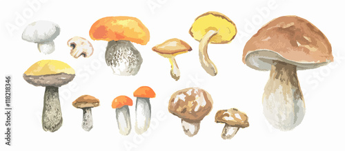 Watercolor mushrooms set. Healthy food, autumn nature concept. Delicious edible mushrooms.