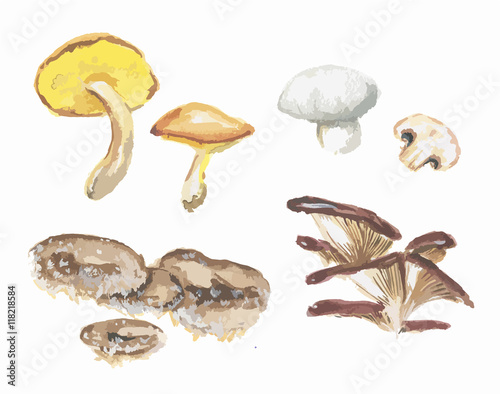 Watercolor mushrooms set. Mushrooms on white background. Autumn and fall meal.