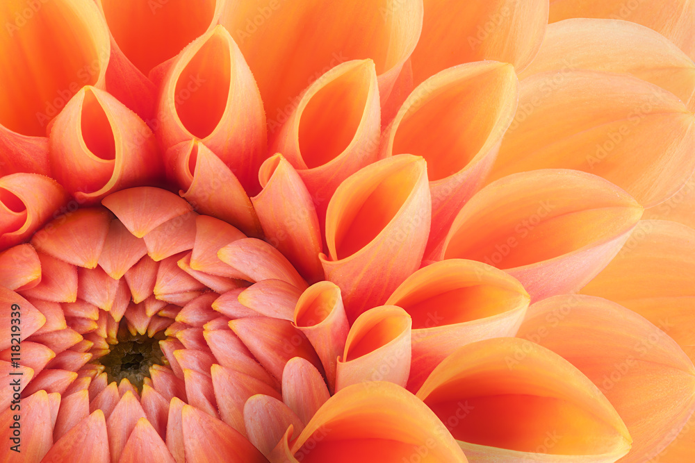 Fototapeta premium Pomarańczowe płatki kwiatów, bliska i makro chryzantemy, piękne abstrakcyjne tło