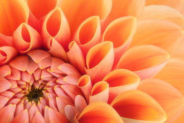 Orange flower petals, close up and macro of chrysanthemum, beautiful abstract background