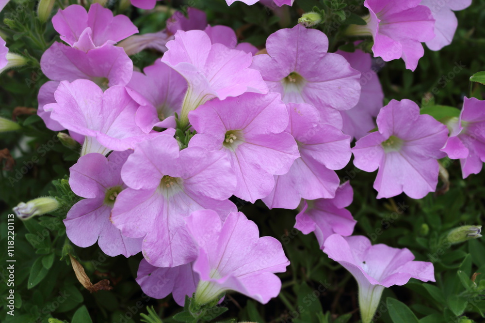 Pink petunia (Sakura Sakura)