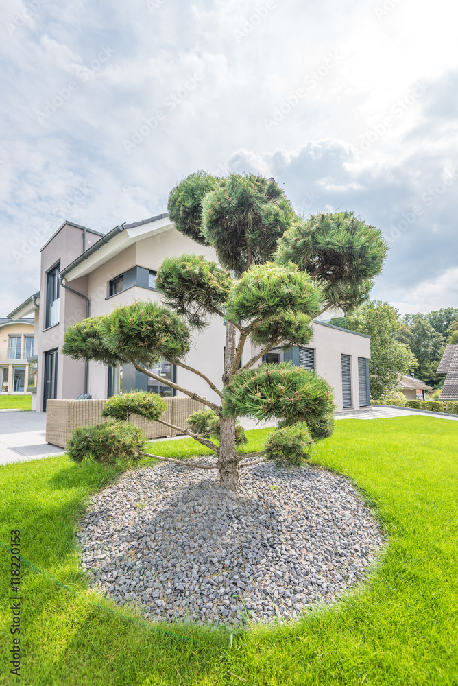 Gepflegter mit Rollrasen und BonsaiNadelbaum StockFoto
