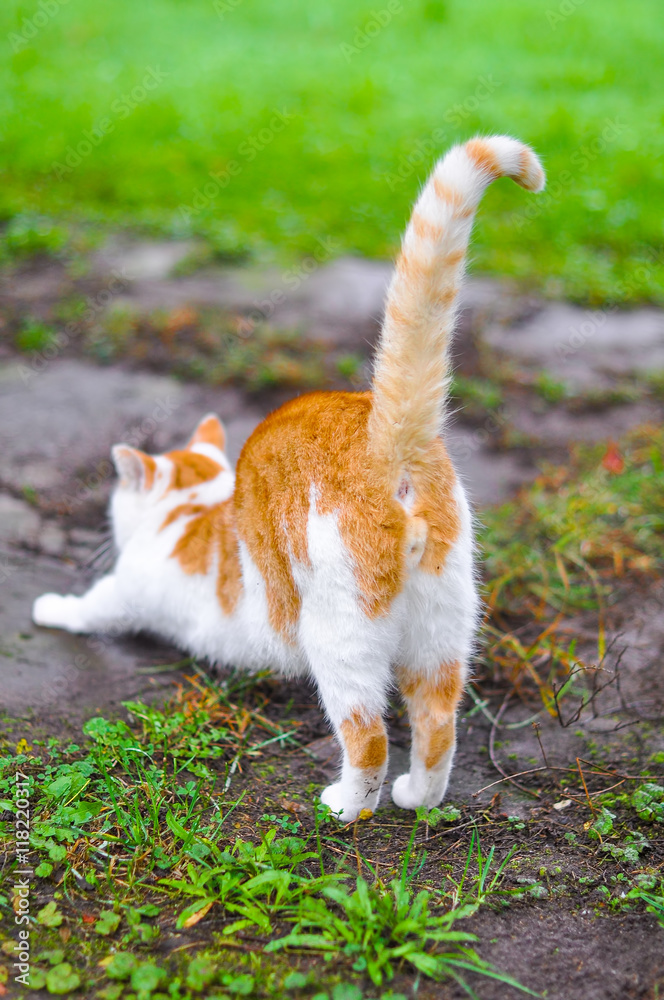 Funny cat stretches view on his back Stock Photo Adobe Stock
