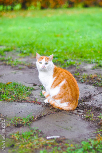 red cat walking in autumn park
