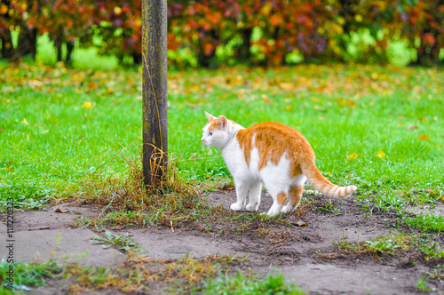 red cat walking in autumn park