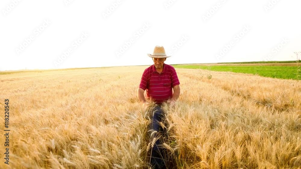 Senior farmer in a field examining wheat crop at sunset. Senior farmer in a field examining wheat crop at sunset.