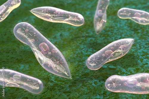 Fotografia Single-celled organisms ciliates on a green background
