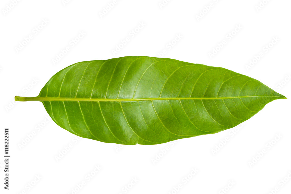 Fototapeta premium Mango leaf with white screen isolated