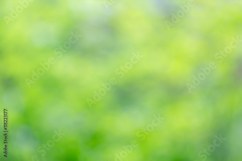Blurred green foliage background