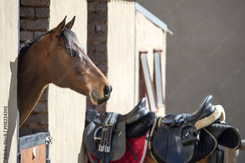 Obraz premium horse in stables