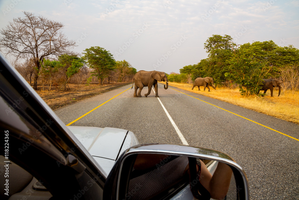 Obraz premium African elephants in the middle of the savannah 