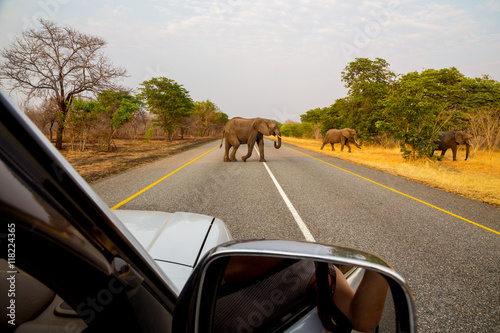 African elephants in the middle of the savannah
