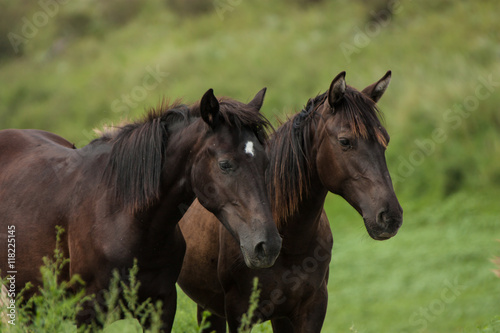 Two brown horses