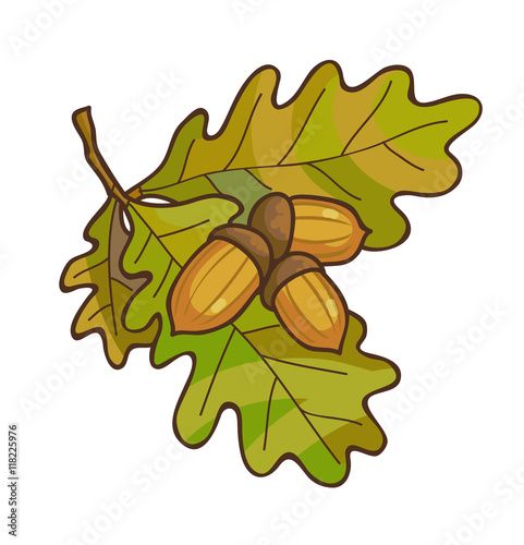 Acorn on oak branch with leaves.