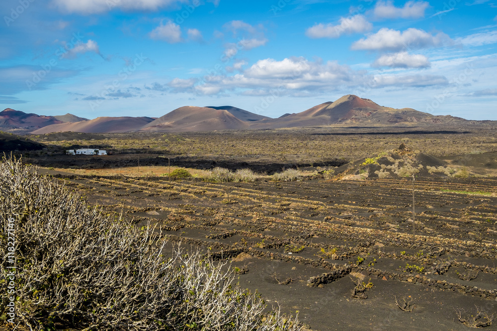 Fototapeta premium Vineyards in Geria in Lanzarote