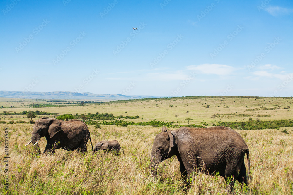 Fototapeta premium African elephants in the middle of the savannah