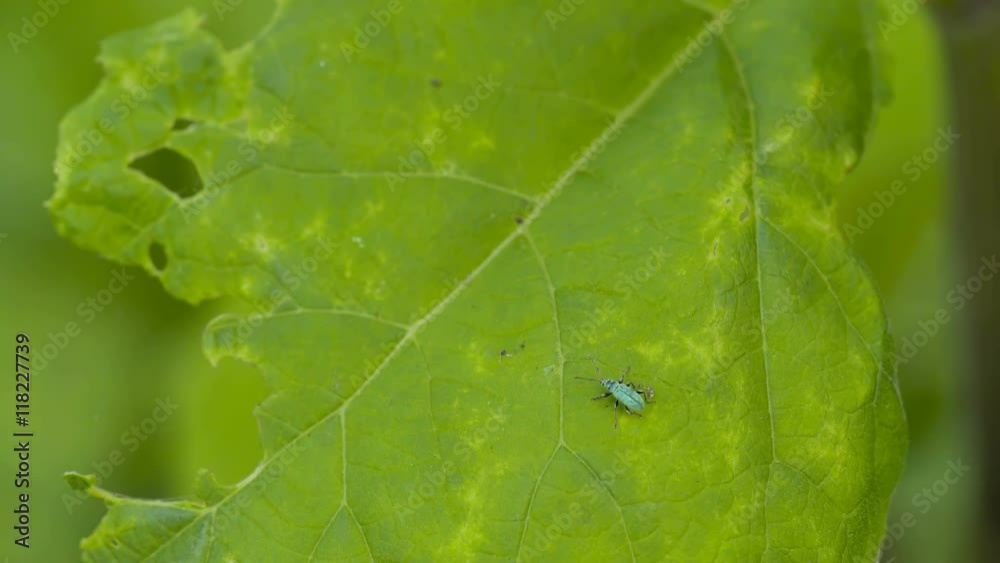 The big oak tree leaf on the branch with a beetle on top of it