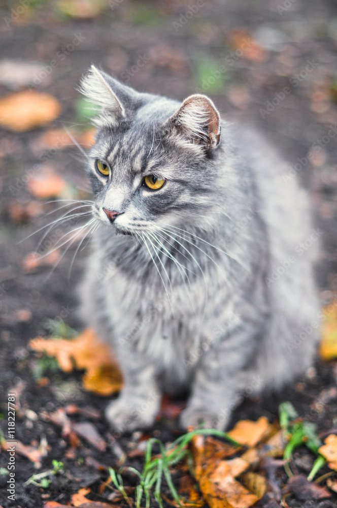 cat in autumn background
