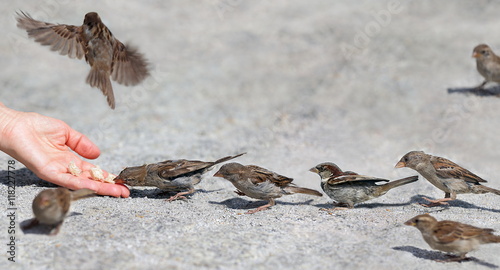 Принти на полотні Good man helps and feeds the tiny one by one in sequence sparrow, environmental