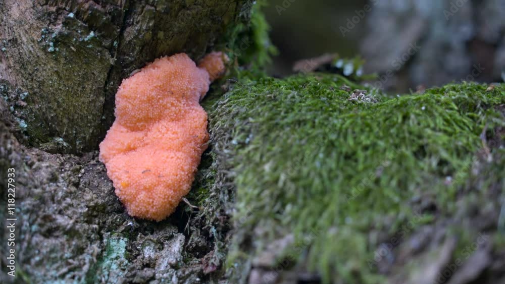 The pink fungi on the branch of the tree it is an oak tree in the middle of the forest The pink fungi on the branch of the tree it is an oak tree in the middle of the forest