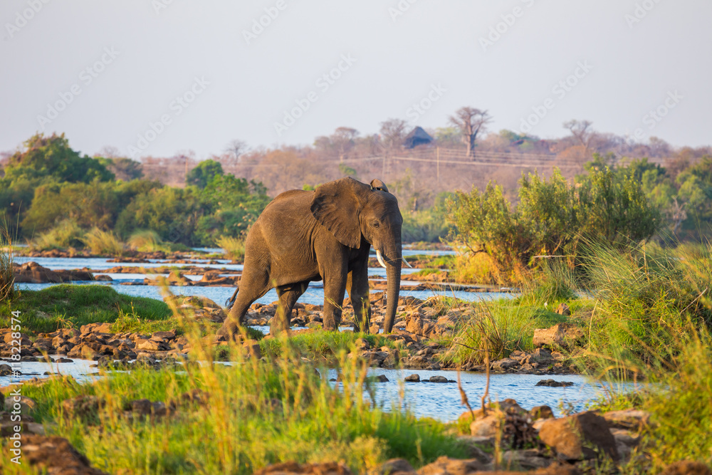 Naklejka premium African elephants in the middle of the savannah 