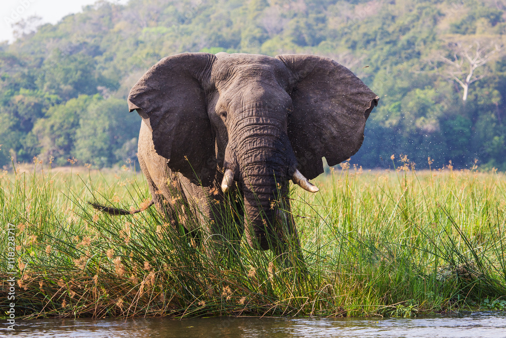 Fototapeta premium African elephants in the middle of the savannah 