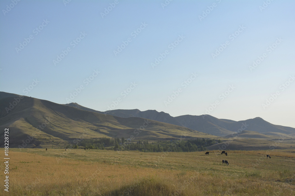 Obraz premium mountain pasture