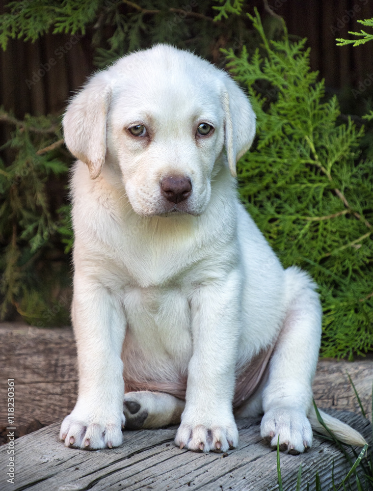 Cachorro de labrador blanco ojos claros Cachorro de labrador blanco ojos claros
