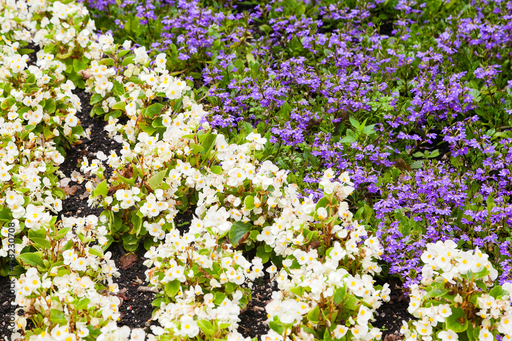 Closeup of white and violet decorative flowers Closeup of white and violet decorative flowers