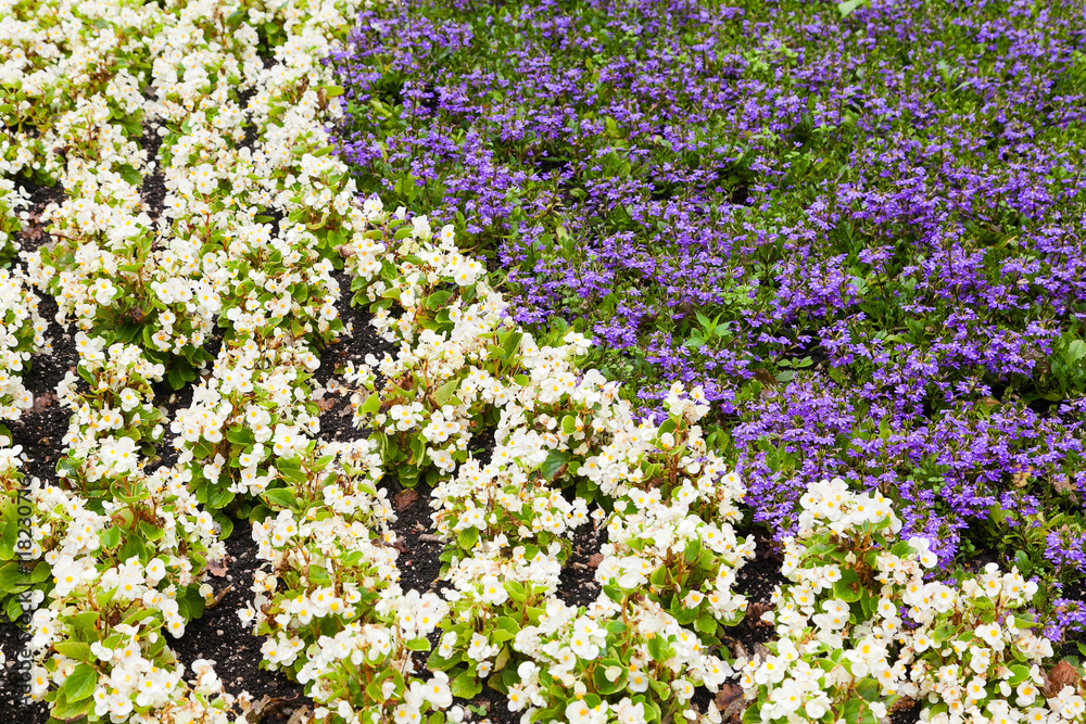 white and violet decorative flowers in garden