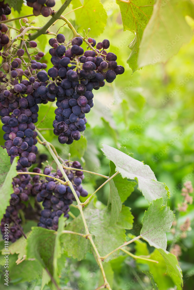 Purple grapes on a branch in the village, harvesting