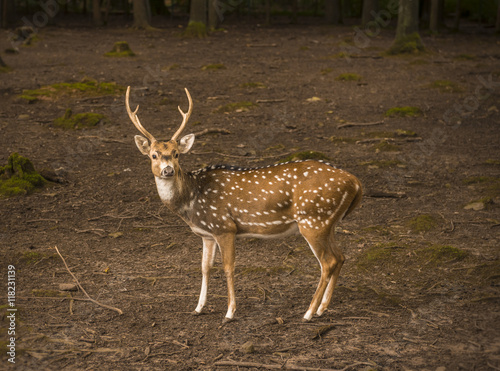 Spotted deer male profile imageProfile image with a lovely axis deer buck looking to the camera. Picture taken in Pforzheim, Baden Wuerttemberg, Germany.