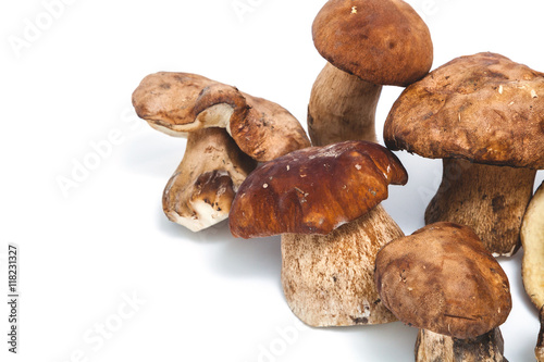 Five boletus mushrooms on white background