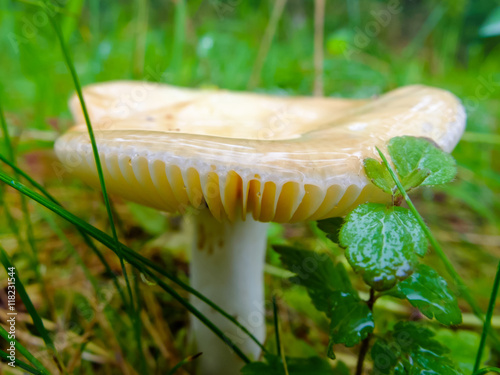 Wet slippery mushroom growing in the forest. Season search of mushrooms for cooking. photo