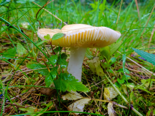 Wet and slippery raw mushroom growing in the forest. Season search of mushrooms for cooking.