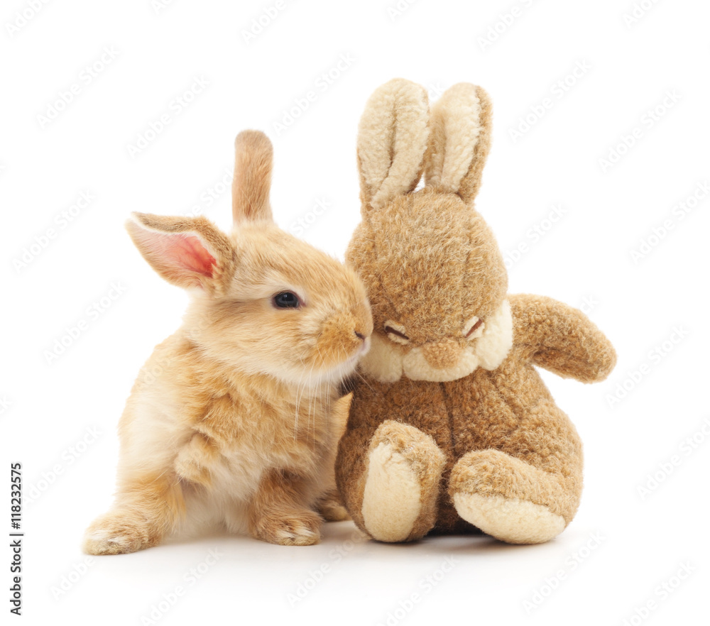 Obraz premium Little rabbit and toy rabbit.
