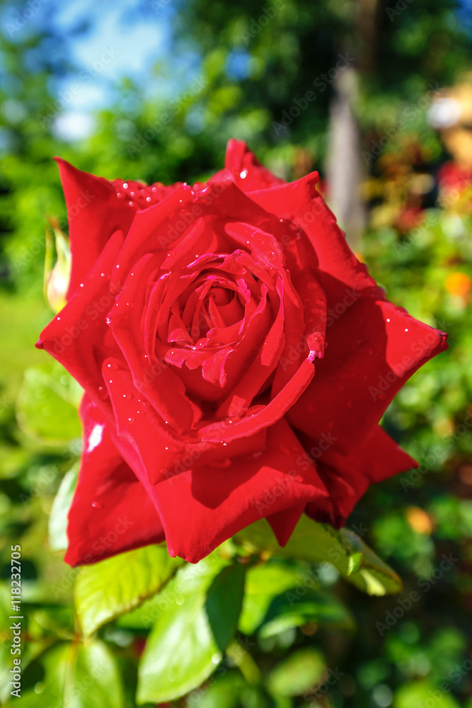 Beautiful red roses in the garden, close up Beautiful red roses in the garden, close up