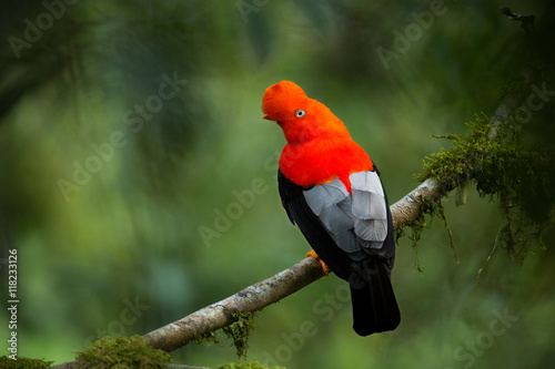 Andean cock-of-the-rock in the beautiful nature habitat, Peru, wildlife pictures, symbol of Peru photo