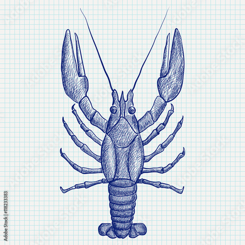 Lobster. Hand drawn sketch