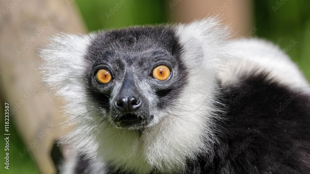 Fototapeta premium Black and White Ruffed Lemur