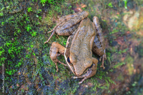 beautiful Dark-sided Frog in forest photo